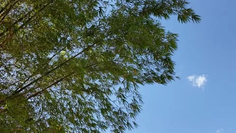 4K Real-time: Green Bamboo Branches Under Bright Sunny Sky Stock-Footage 333629899