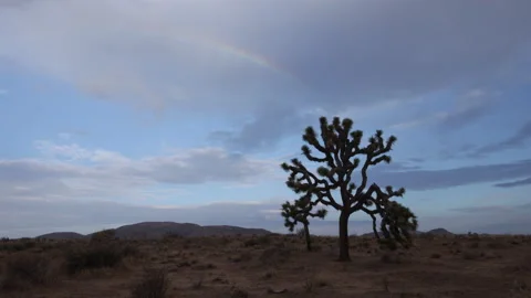 4K Real Time of a Joshua Tree at the end of a rainbow in the Mojave Desert Video stock 202292000