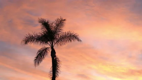 4K Real time long shot of colorful sunset clouds silhouetting a lone palm tree Stock Footage 171831191