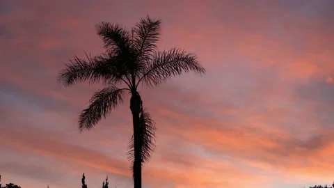 4K Real time long shot of colorful sunset clouds silhouetting a single palm tree Stock Footage 171848463