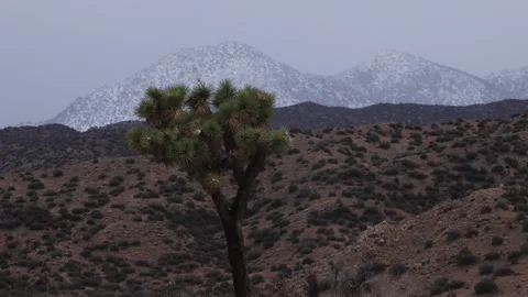 4K real time long shot of a Joshua Tree and Snowy Mojave Desert Mountains Stock Footage 241282520