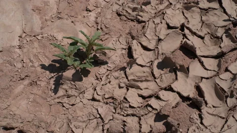4K real time overhead view of a lone green plant in dried cracked desert soil Stock Footage 159852207