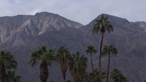 4K Real time of palm trees in front of the San Jacinto Mountains in California Stock Footage 225531469