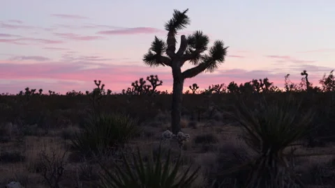 4K real time of pink and purple sunset clouds in Joshua Tree Park Stock Footage 258486985