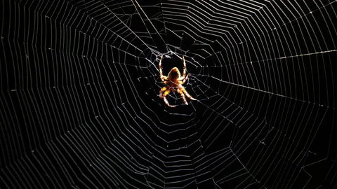 4K real time shot of a backlit spider in its web center waiting at night Stock Footage 138186978