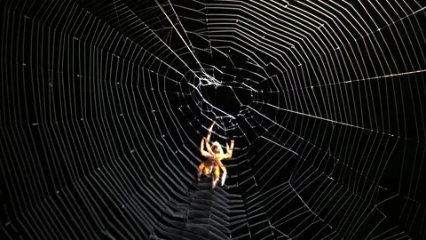 4K real time shot of a backlit spider in its web suddenly descending Stock Footage 138187704