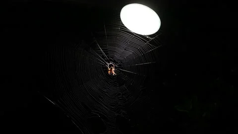 4K real time shot of a backlit spider in its web center under a light at night Stock Footage 138188476