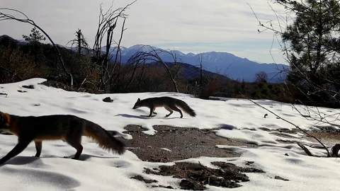 4K Real time shot of two wild Gray Foxes in snowy San Gabriel Mountains 스톡 동영상 147891813