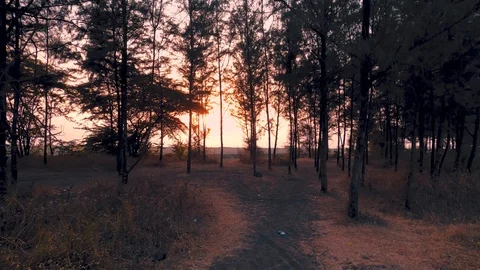 4K Real time shot of walking in a wilderness woodland with trees during sunset Stock Footage 125479098