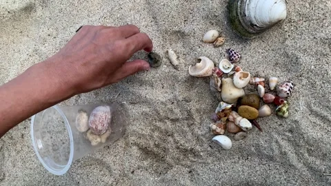 4K Real-Time Top View of Hand Collecting Seashells and Crab Shells Vídeos de archivo 339050395