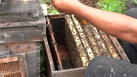 4K real video of beekeeper taking honeycomb out of beehive, original ecologi Vídeos de archivo 335616262