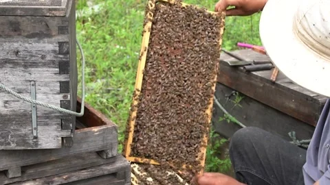 4K real video of beekeepers inspecting comb foundation Stock-Footage 335616395