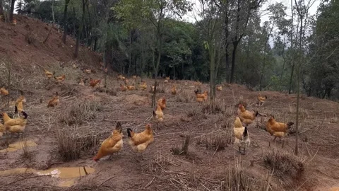 4K Real Video of Free Range Chickens on Farm Stock Footage 319675676