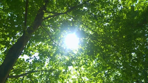4K Real Video of Summer Sunlight Through Trees Stock Footage 319899536