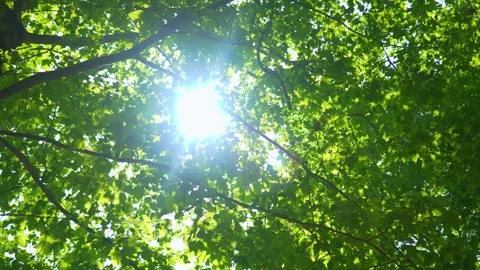 4K Real Video of Sunlit Trees in Nature Stock Footage 319677356