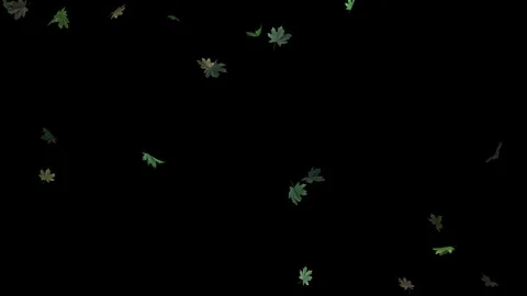 4K Realistic Falling Green Maple Leaves Natural Overlay Black Background VFX Stock Footage 330141654
