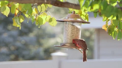 4k Red American Cardinal eating food from bird feeder Stock Footage