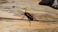 4k Red-black Longhorn beetle crawling close up on sunny tree trunk 4k or 4k+ Resolution