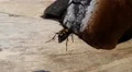 4k Red-black Longhorn beetle crawling close up on sunny tree trunk 4k or 4k+ Resolution