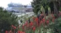 4k Red blossom Aloe flowers Funchal harbor Madeira 4k or 4k+ Resolution