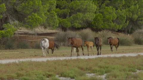 4k RED CAMERA SLOW MOT. Group of wild horses from the marshes of Doñana NP Stock Footage 75421989