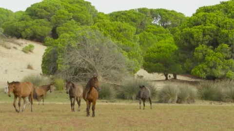 4K red camera, Slow motion group of wild horses grazing in marshes of Doñana NP Stock Footage 75422189