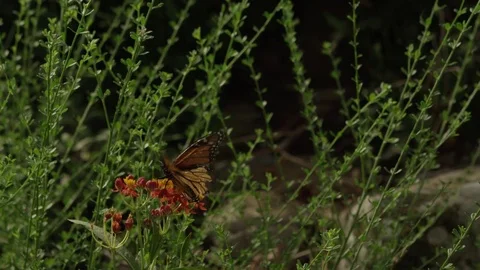 4k red camera, slow motion. Danaus plexippus suck asclepia. Stock Footage 75424317