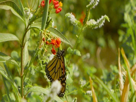 4k red camera, slow motion. Danaus plexippus suck asclepia. Stock Footage 75424319