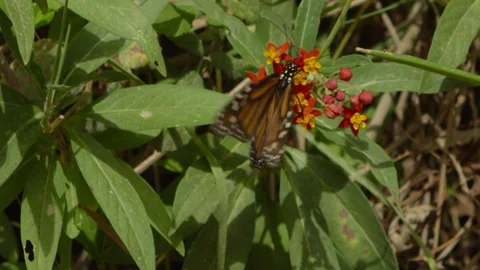 4k red camera, slow motion. Danaus plexippus suck asclepia. Stock Footage 75424348
