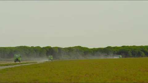 4k red camera, SM. Green tourist buses pass through the dunes of Doñana Stock Footage 75424142