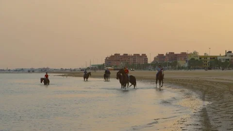 4k red camera, SM. Group of horses training for the race at the seashore. Stock Footage 75422550