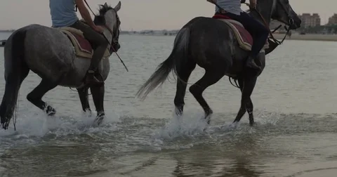 4k RED CAMERA, SM Rider training an English Thoroughbred horse on the beach Stock Footage 75422925