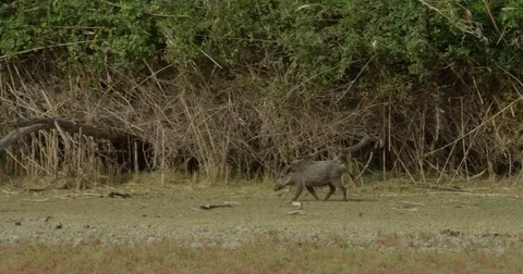 4k red camera, SM. Two wild boars walk through the marshes of Doñana NP Stock Footage 75420321