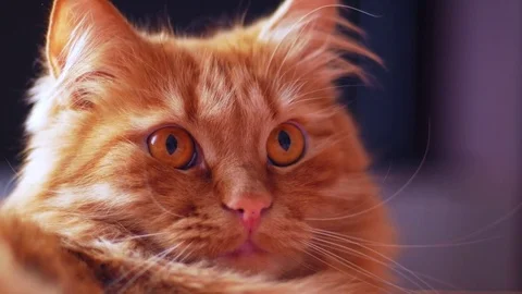 4k Red Cat Lies on a Bed Pulling Paws and playing Video stock 73136083
