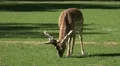 4k Red Deer close up frontal eating on sunny grassland 4k or 4k+ Resolution