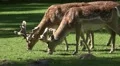 4k Red Deers close up eating on sunny grassland 4k or 4k+ Resolution