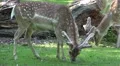 4k Red Deers close up eating under tree shadow grassland 4k or 4k+ Resolution