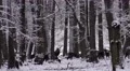 4k Red Deers in dreamy snow winter forest landscape 4k or 4k+ Resolution