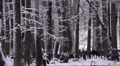 4k Red Deers in dreamy snow winter forest landscape 4k or 4k+ Resolution