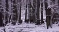 4k Red Deers in dreamy snow winter forest landscape 4k or 4k+ Resolution