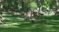 4k Red Deers eating in sunny oak and beech forest glade 4k or 4k+ Resolution
