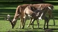 4k Red Deers group close up on sunny grassland 4k or 4k+ Resolution