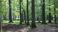 4k Red Deers horde in the deep of an oak and beech forest 4k or 4k+ Resolution