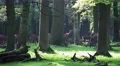 4k Red Deers horde in oak and beech forest close up 4k or 4k+ Resolution