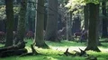 4k Red Deers horde in oak and beech forest close up 4k or 4k+ Resolution