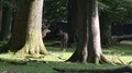 4k Red Deers horde walking in oak and beech forest 4k or 4k+ Resolution