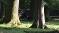 4k Red Deers horde walking in oak and beech forest 4k or 4k+ Resolution