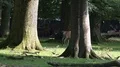 4k Red Deers horde walking in oak and beech forest 4k or 4k+ Resolution