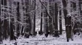 4k Red Deers zoom dreamy snow winter forest landscape 4k or 4k+ Resolution