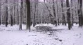 4k Red Deers zoom dreamy snow winter forest landscape 4k or 4k+ Resolution
